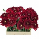 Dahlia red runner 60 cm - Franke Kwekerij