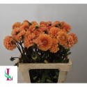 Dahlia Sylvia - Mts. van der Linden & Zn