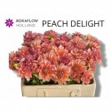 Dahlia Peach delight - Bokaflow Holland