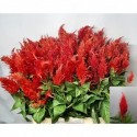 Celosia Fire 70 - RBI Flowers