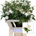 anemone HONORINE JOBERT - Bloemenliefde