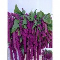 Amaranthus caudatus rosary - Mts. J.J....