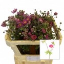 anemone SERENADE - Bloemenliefde