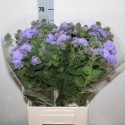 ageratum - Koos Hoogendoorn