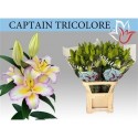 lilium CAPT TRICOLORE 5+ - .