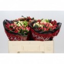 Hypericum rainbow romance - OZ Import