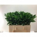 Ruscus - Atias Yaakov