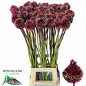 Red Mohican 90 cm - Rinnegom Flowers