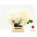 hortensia Verena Wit lengte 60cm - Royal...