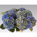 hortensia Paradeclassic65cm - Van Wijk...