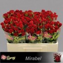 R branchue mirabel rouge - 050 - SS - Sun...