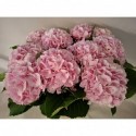 hortensia Verena65cm - Van Wijk Hortensia's