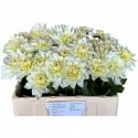 DAHLIA karma 50 cm - Franke Kwekerij