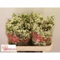 wax Marlene - Arnelia
