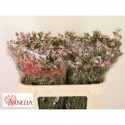 wax Alouana - Arnelia