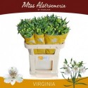 Alstroemeria virginia blanc 55 gram - Miss...