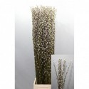 Salix caprea 'Snow Flake' - Verhoeven BV