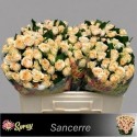 R branchue SANCERRE - 050 - SS - Sun Spray