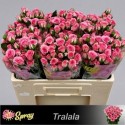 R branchue TRALALA - 050 - Sun Spray