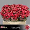 R branchue FIREWORKS - 050 - SS - Sun Spray