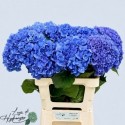 Hydrangea Pimpernel - Lago di Hydrangea