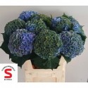 hortensia Pompidou classic 75 -...