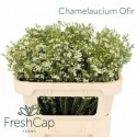 wax Ofir - FreshCap
