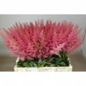 Astilbe Else Schluck 55 - Lovely Astilbe...