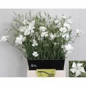 AGROSTEMMA blanc - J.W. Nikerk