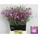 AGROSTEMMA purple - J.W. Nikerk