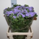 ageratum bleu planet - Koos Hoogendoorn