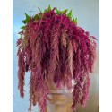 Amaranthus red spider - Iterson, Th. Van