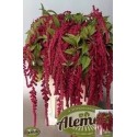 Amaranthus Caudatus Rosary - Teunis Aleman