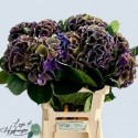 Hydrangea Royal King Classic - Lago di...