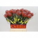 nutans SCARLET RIBBON - Odilia