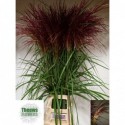 MISCANTHUS rouge - Theuws Flowers