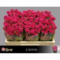 R branchue LIANNE - 050 - SS - Sun Spray
