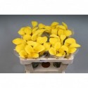 calla CALL GOLD - KALLALAND