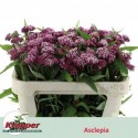 Asclepias incarnata 'Soulmate' - G.A. de Hond