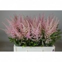 Astilbe Erika rose 60 - Lovely Astilbe...