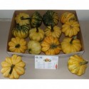 CUCURBITA Sweet Lightning - Ha-Vo