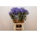 agapanthe Blue Heaven - Boma Farms CH