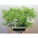 Ammi majus - W.C. van der Zalm