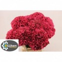 hortensia Pink Ruby 80 - Sijben Hydrangea
