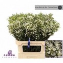 wax OFIR - Temba Flowers