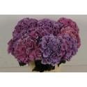 hortensia M CASSANOVA - Schockman Hortensia's
