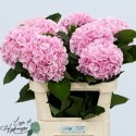 Hydrangea Verena - Lago di Hydrangea