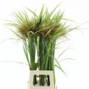 Misc Sinensis Ov - K vd Spijk Produktie