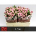R branchue LEILA - Holla Roses BV