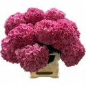 hortensia Glowing Alps - Cymbifleur